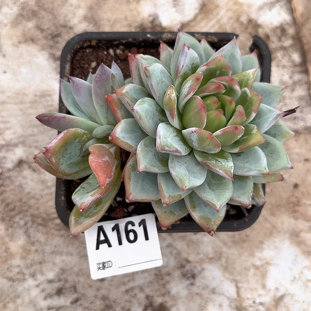 如***柳祖母绿有瑕疵A161号