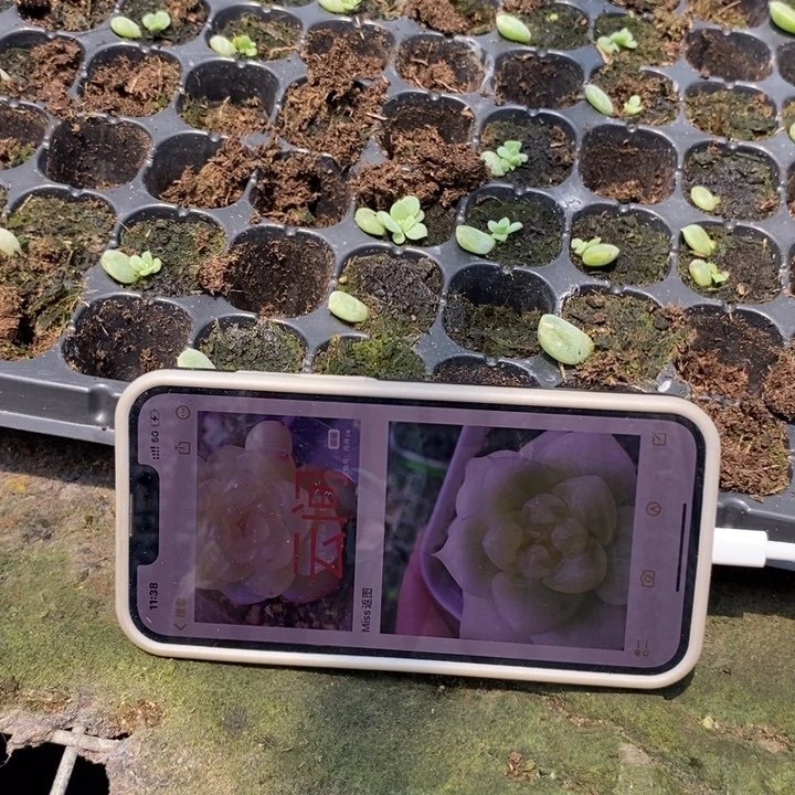 云间芽苗一个多肉