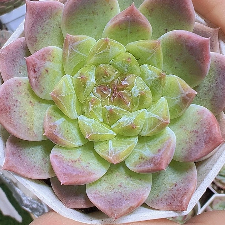 水晶冰心19包邮多肉植物