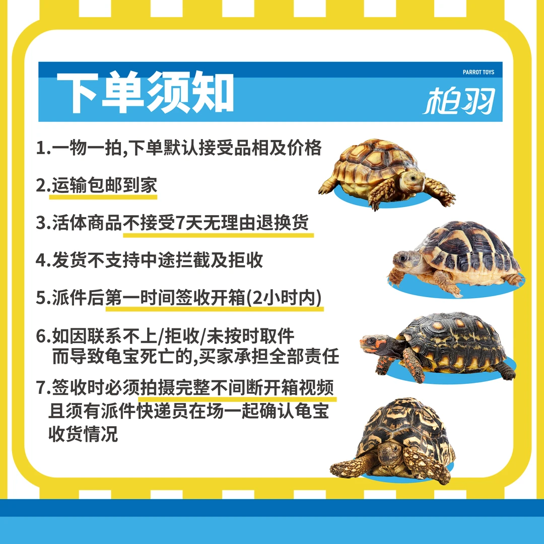 《抖音活动，红》人工手养小龟一物一拍