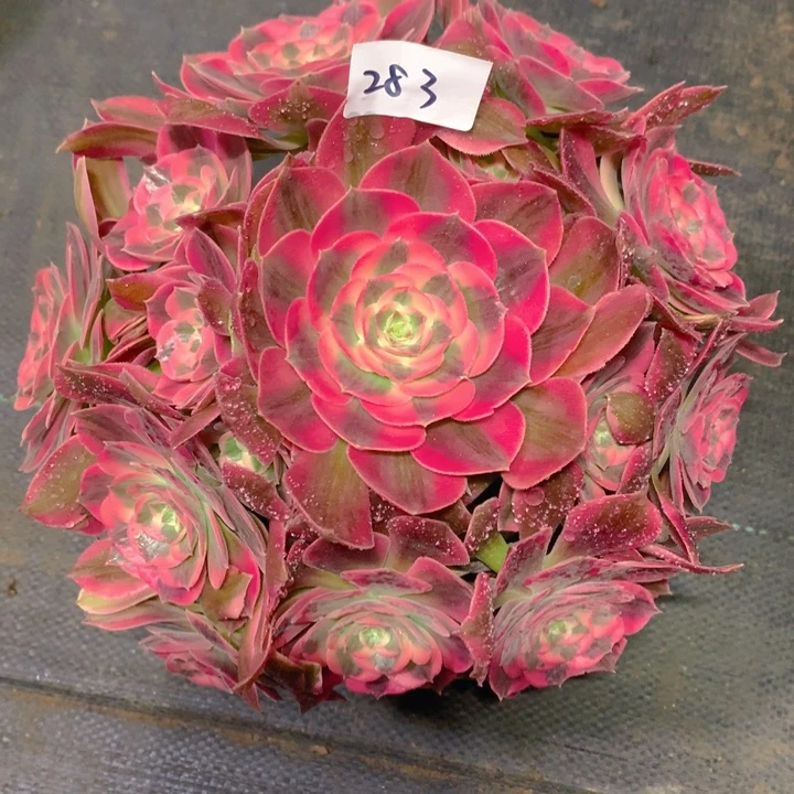 283胭脂雪精品法师多肉