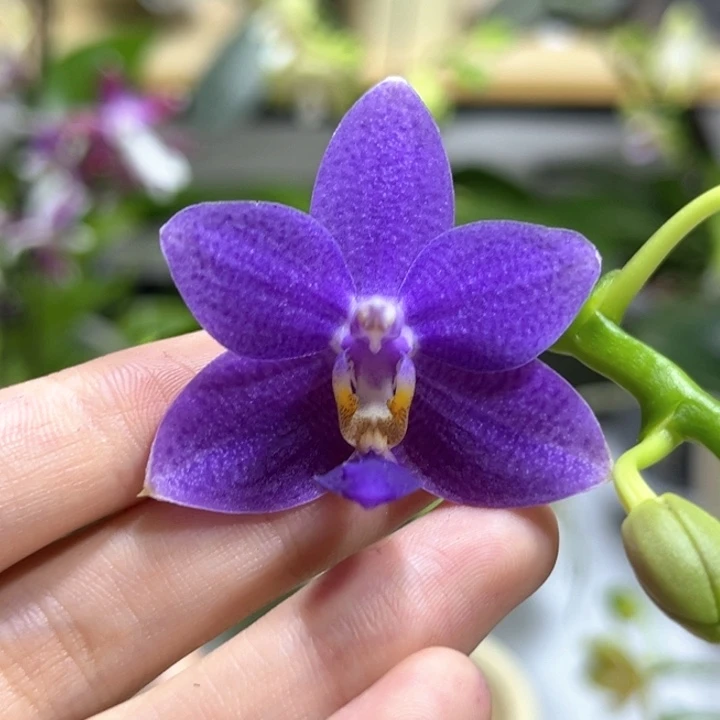 完全开放2.5寸柳林蓝星开花株