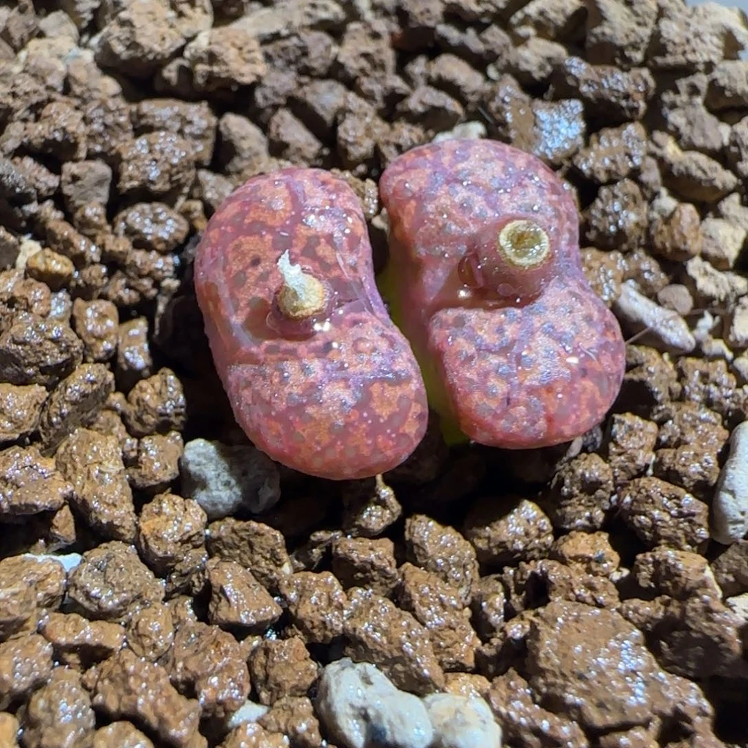 肉锥多肉植物组合-6km绒面红勋章1119