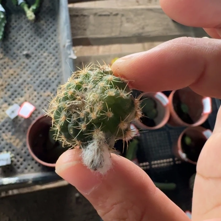 215不好丽花黄水晶有伤歪2到3公分左右无根侧牙，20包邮