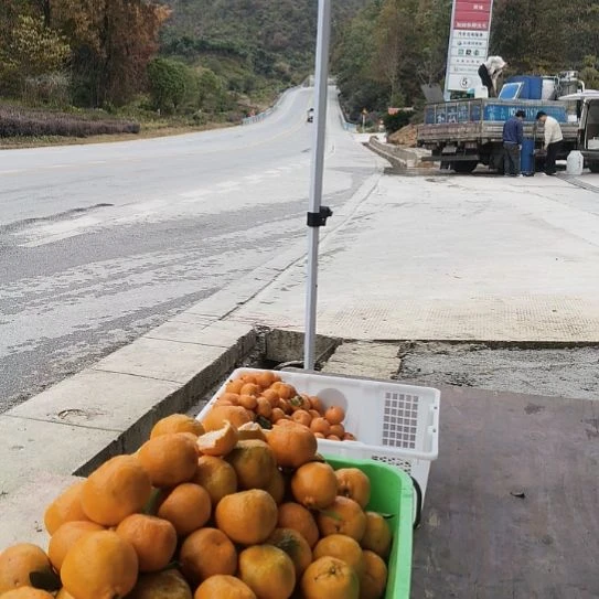 褚柑贵州高山椪柑