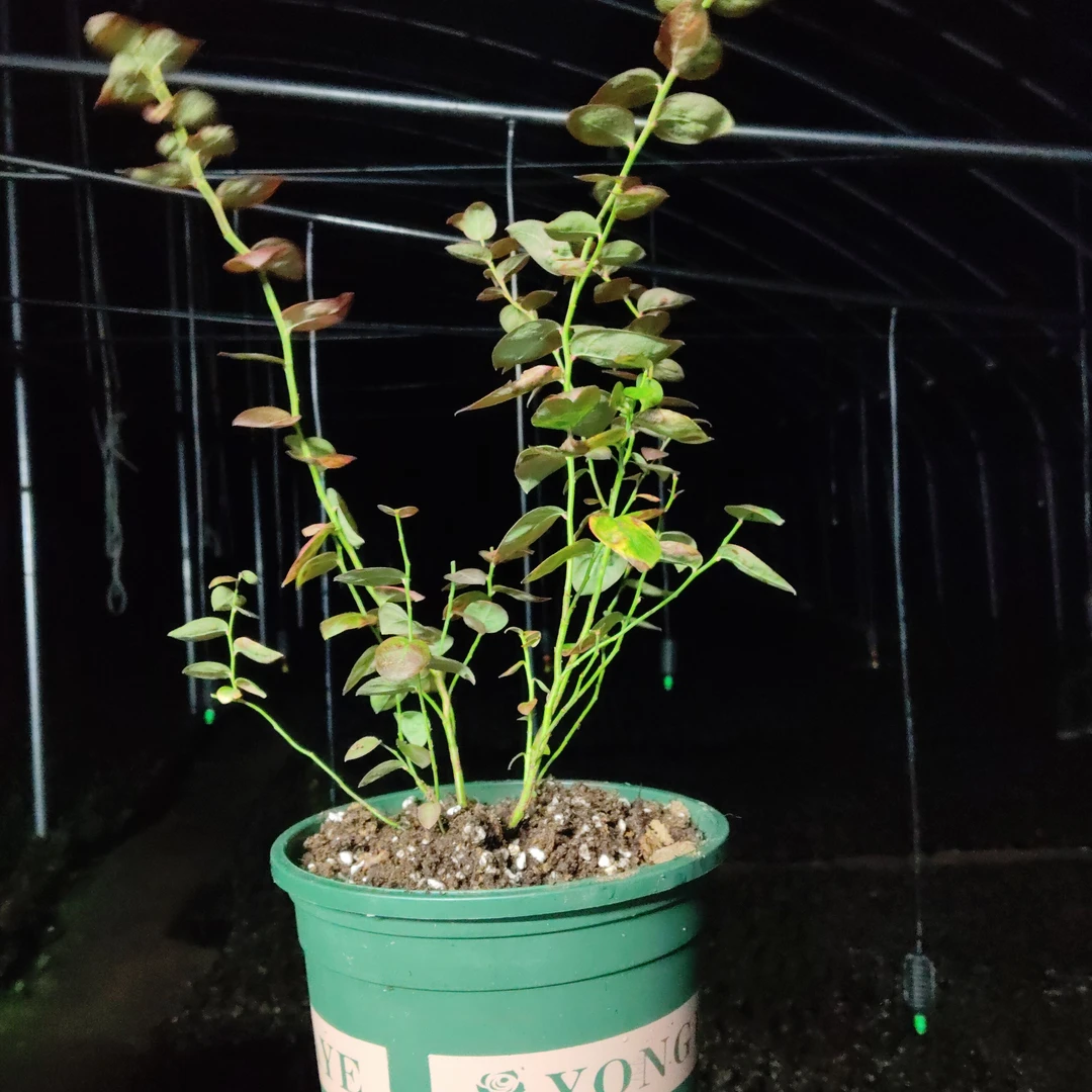 加仑盆蓝莓苗盆栽室内外种植