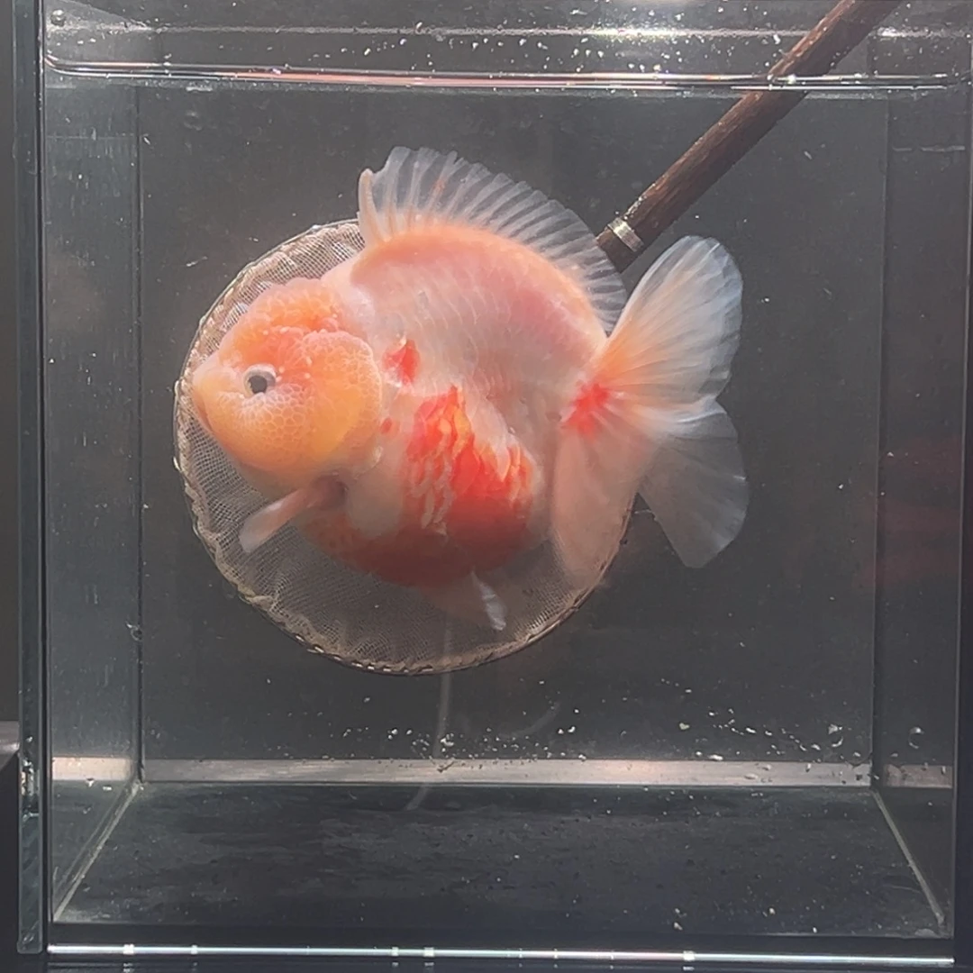 金鱼背鳍微瑕009。9965755555544