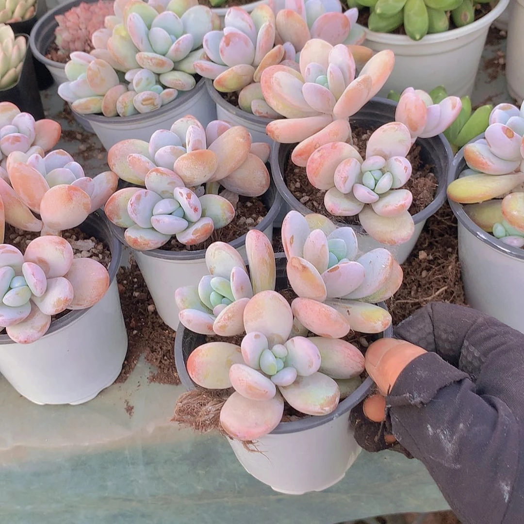 两颗雪美人捡漏3467889355