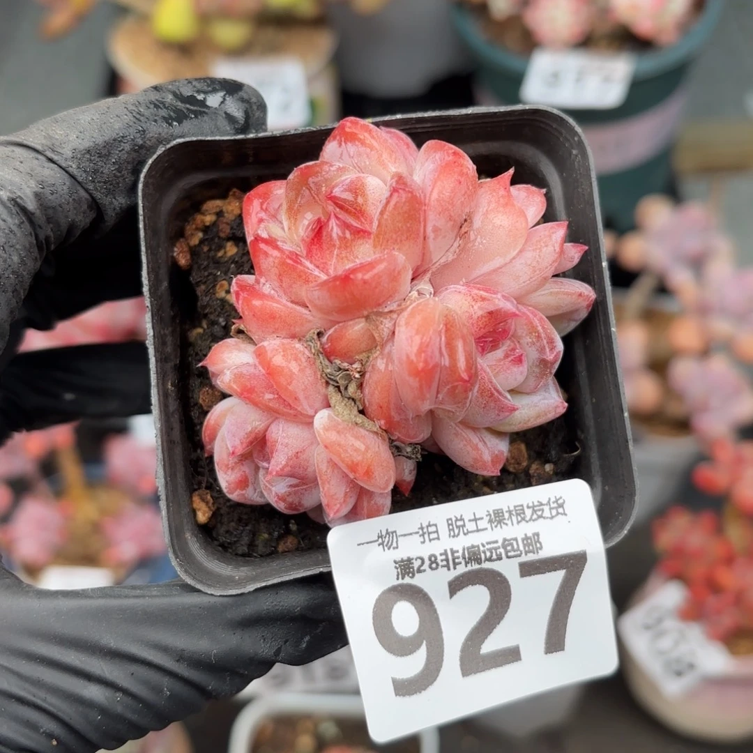 黛玉多肉无盆土发货