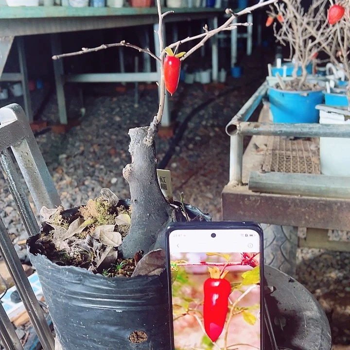 江***子无花朵哈哈哈哈哈哈