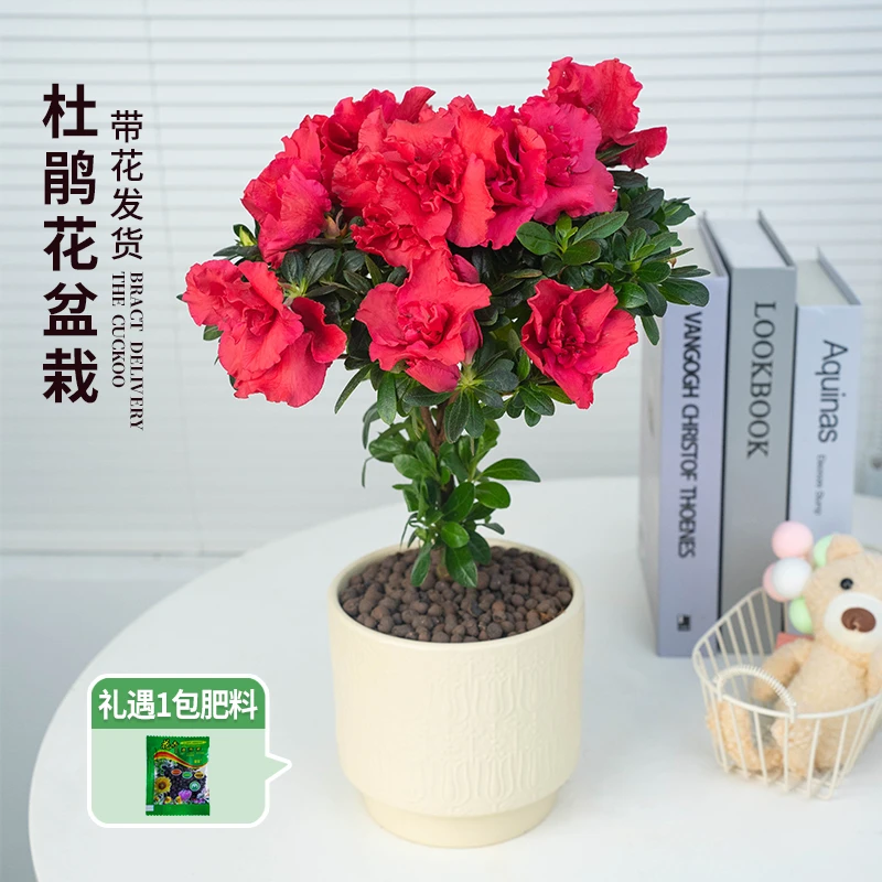 【梅红杜鹃】带花盆种好发货带花苞好养观花植物盆景花卉绿植
