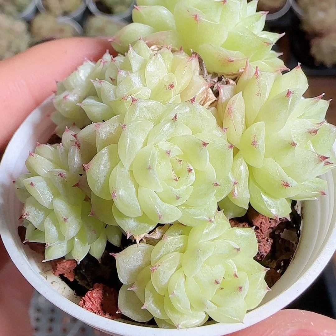 1111-----859麦秆菊