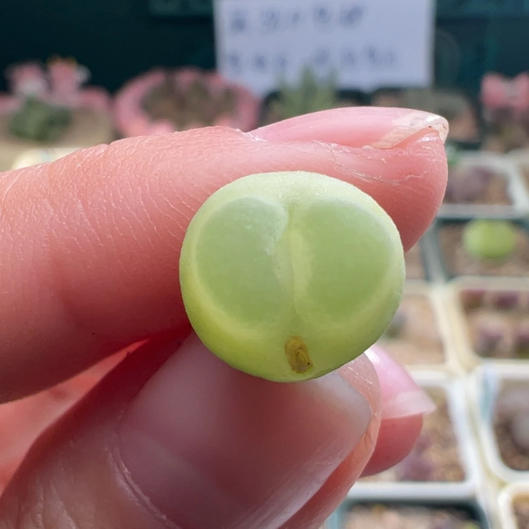 1259/拉登。 炸炸！！！