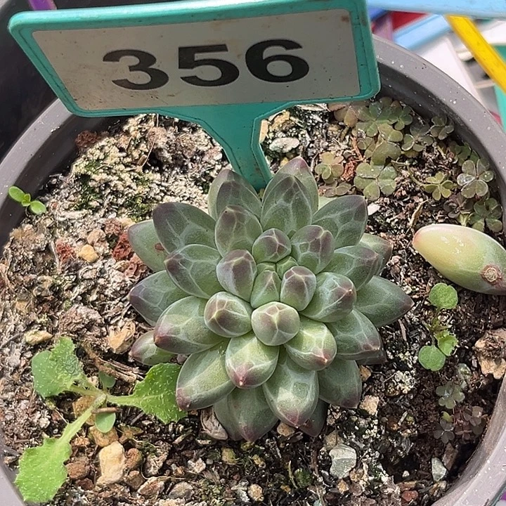 多肉植物申公豹356
