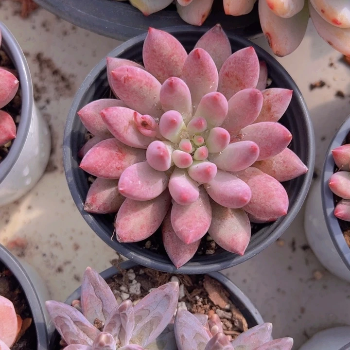 健健康康平平安安