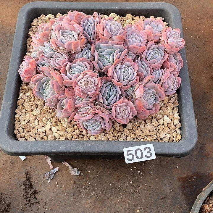 503西娜 一物一拍多肉