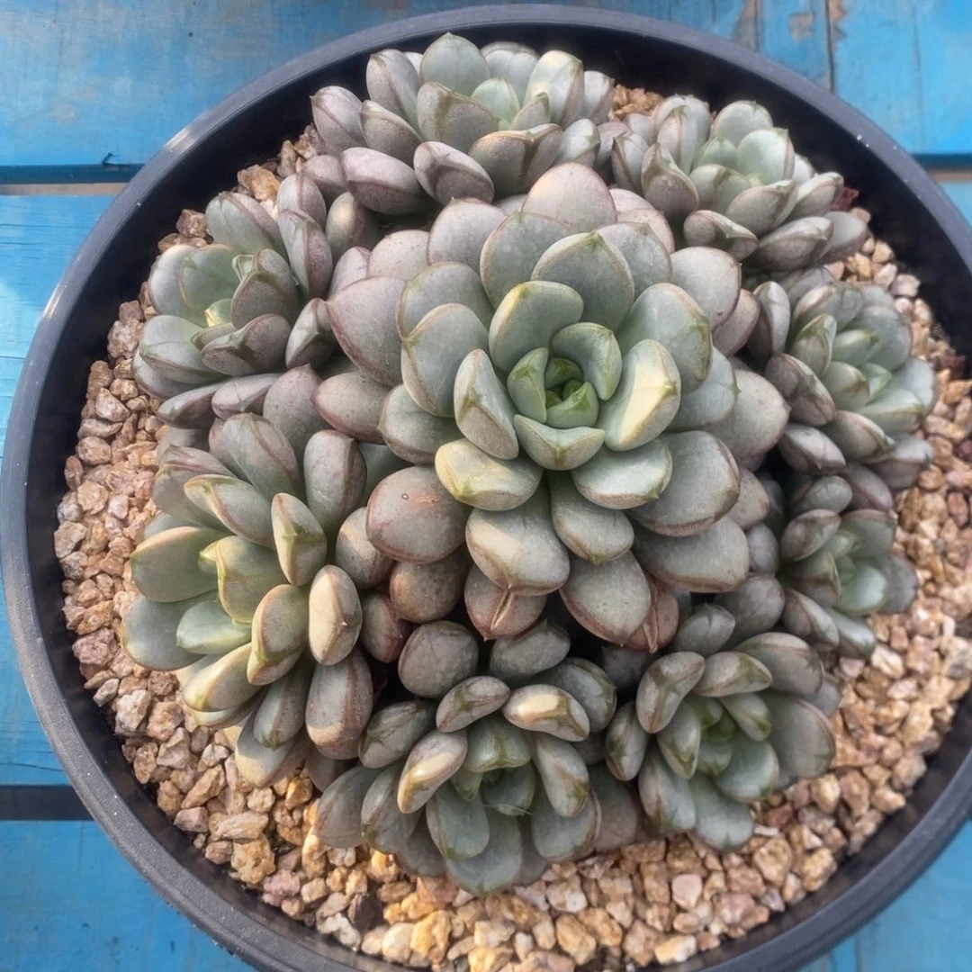 葡萄。
