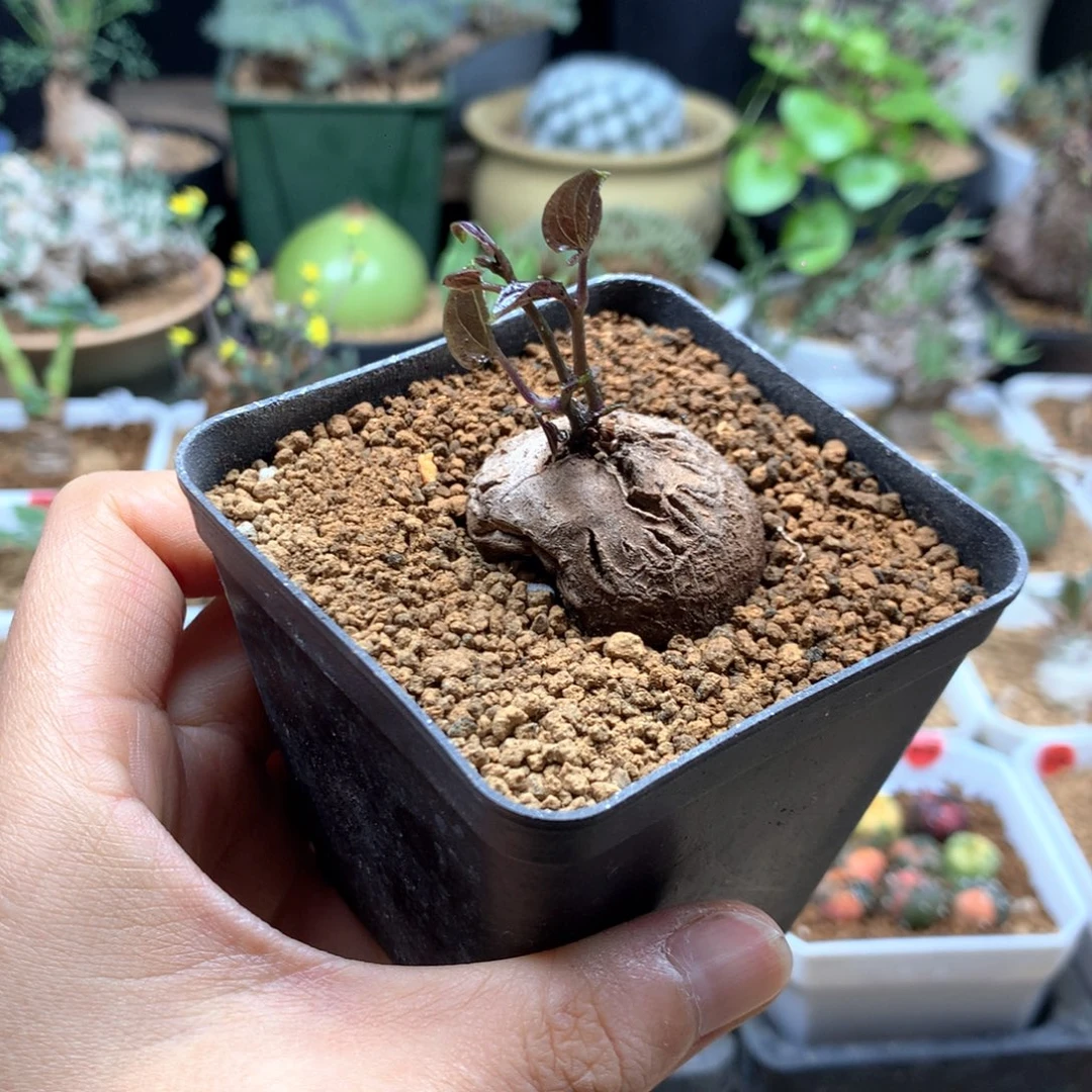 南非龟甲龙带盆福利特价