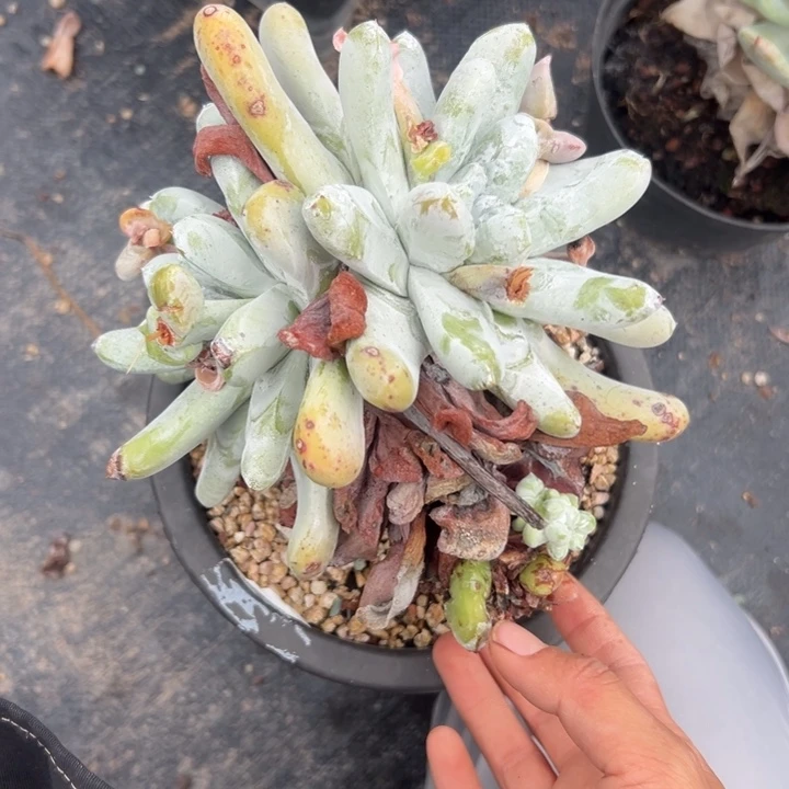 用****8谢谢姐姐～一物一拍10924