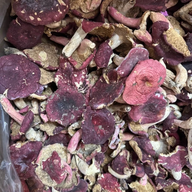 河南红菇煮面线 深山红菇干货