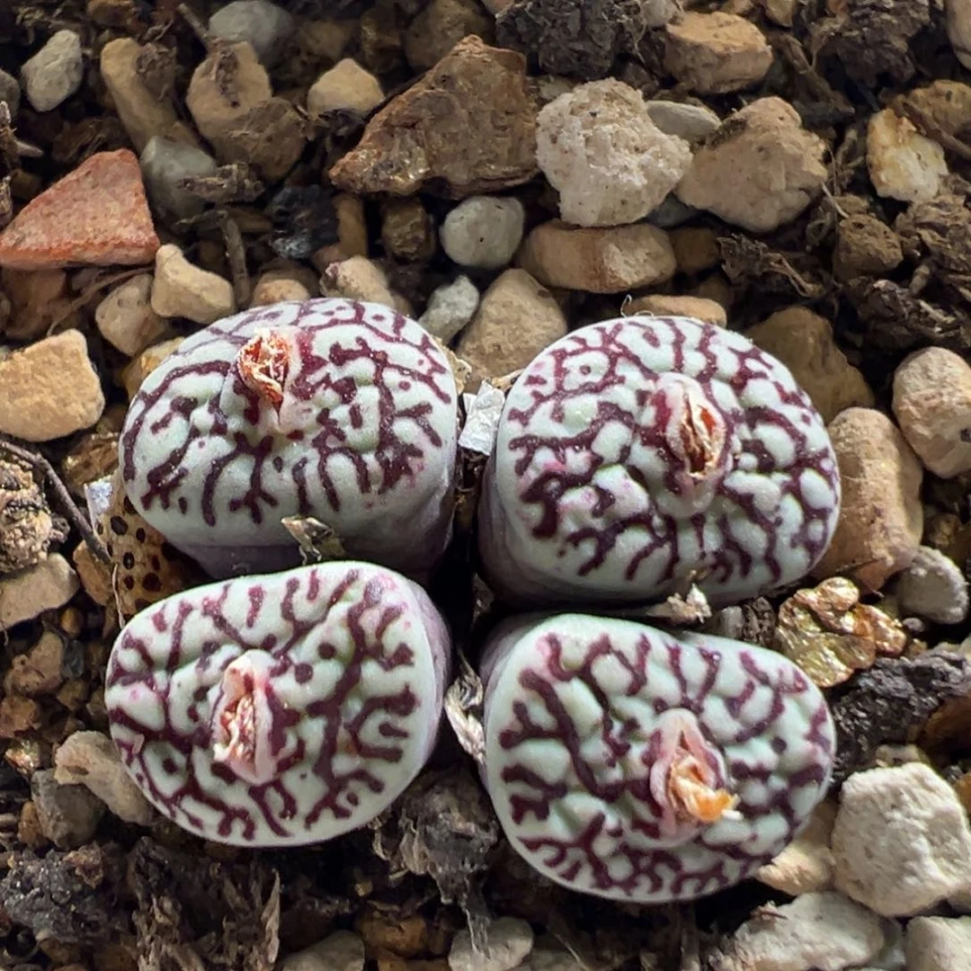 189多肉植物百科植物