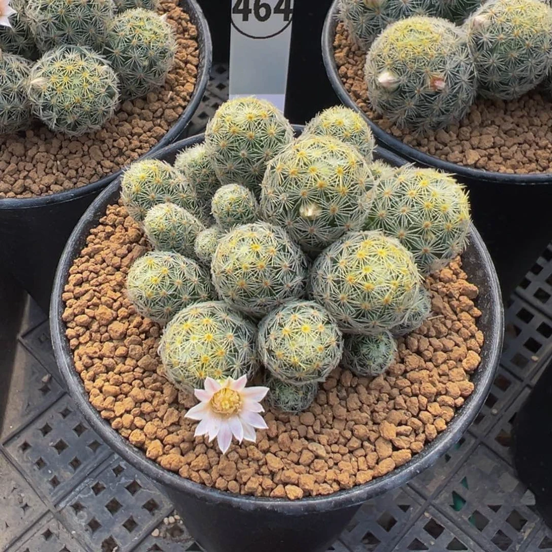 464实生根吉赛尔多肉植物带盆土