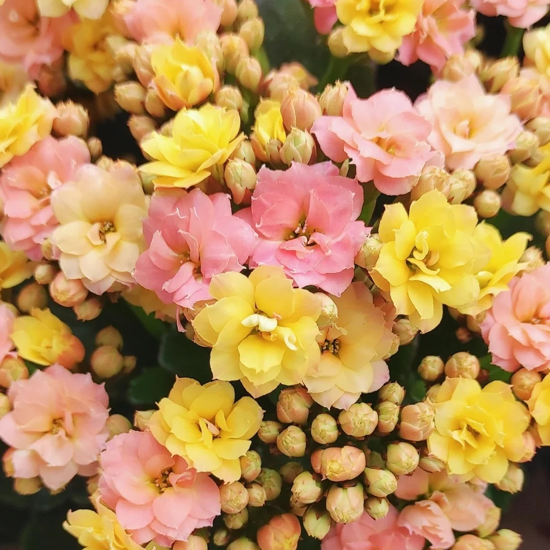 七彩毛绒二代长寿130盆，