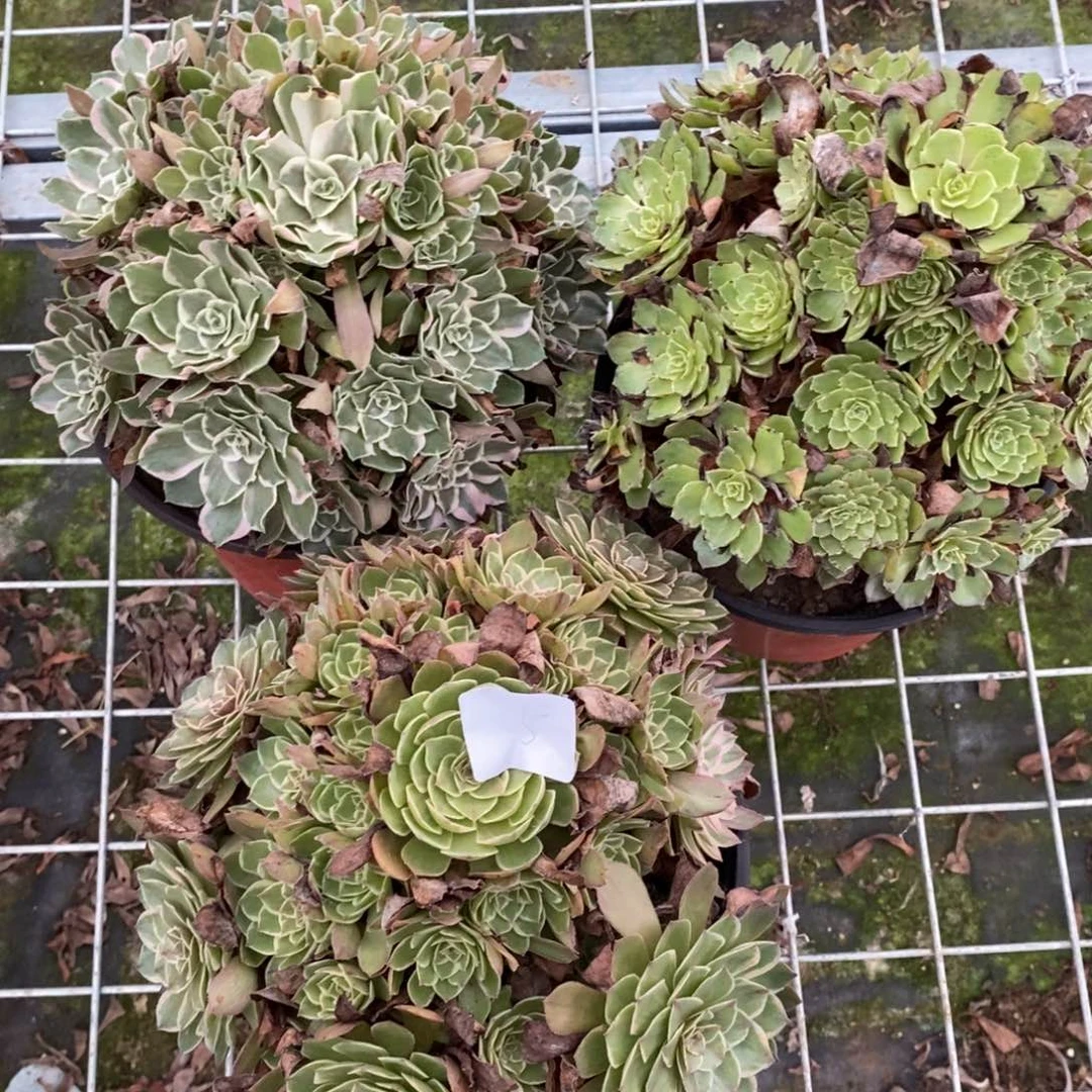 多肉植物组合拼盘5