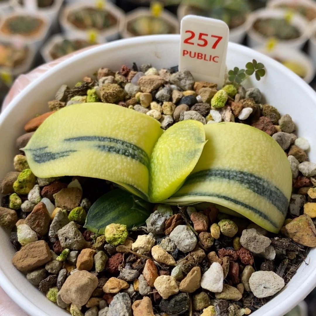 257号糊斑卧牛锦带侧芽锦