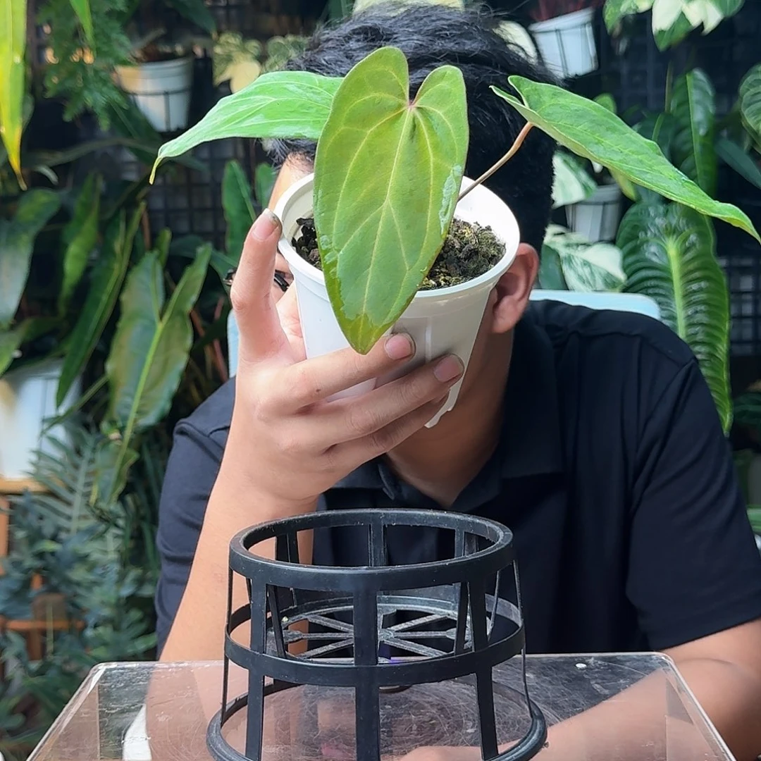 s****无花朵一物一拍H02