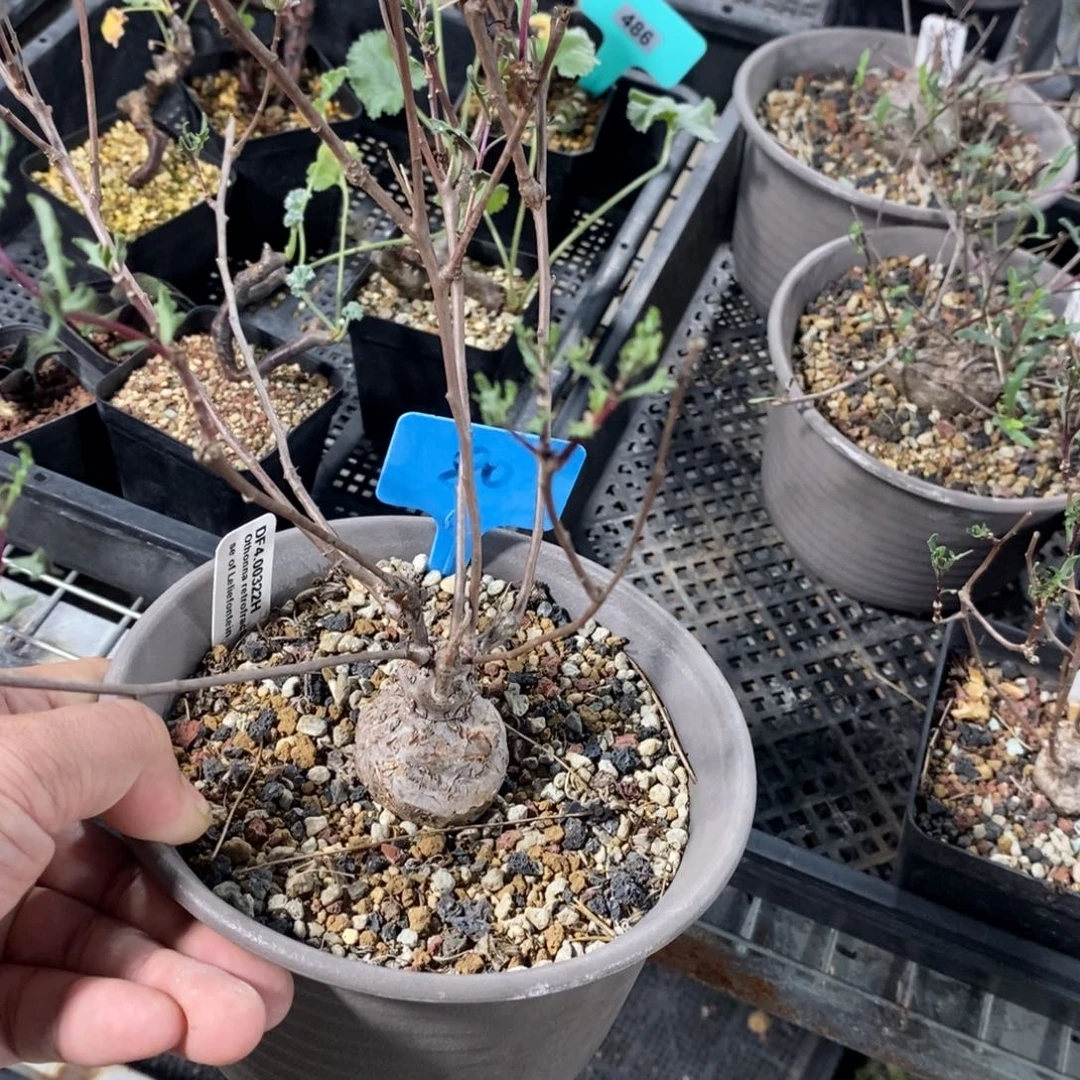 海豚叶厚炖菊多肉植物