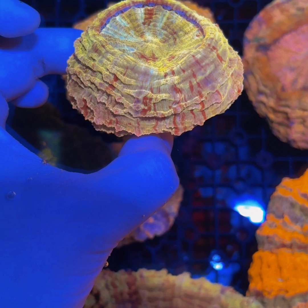 纽扣珊瑚精品富士