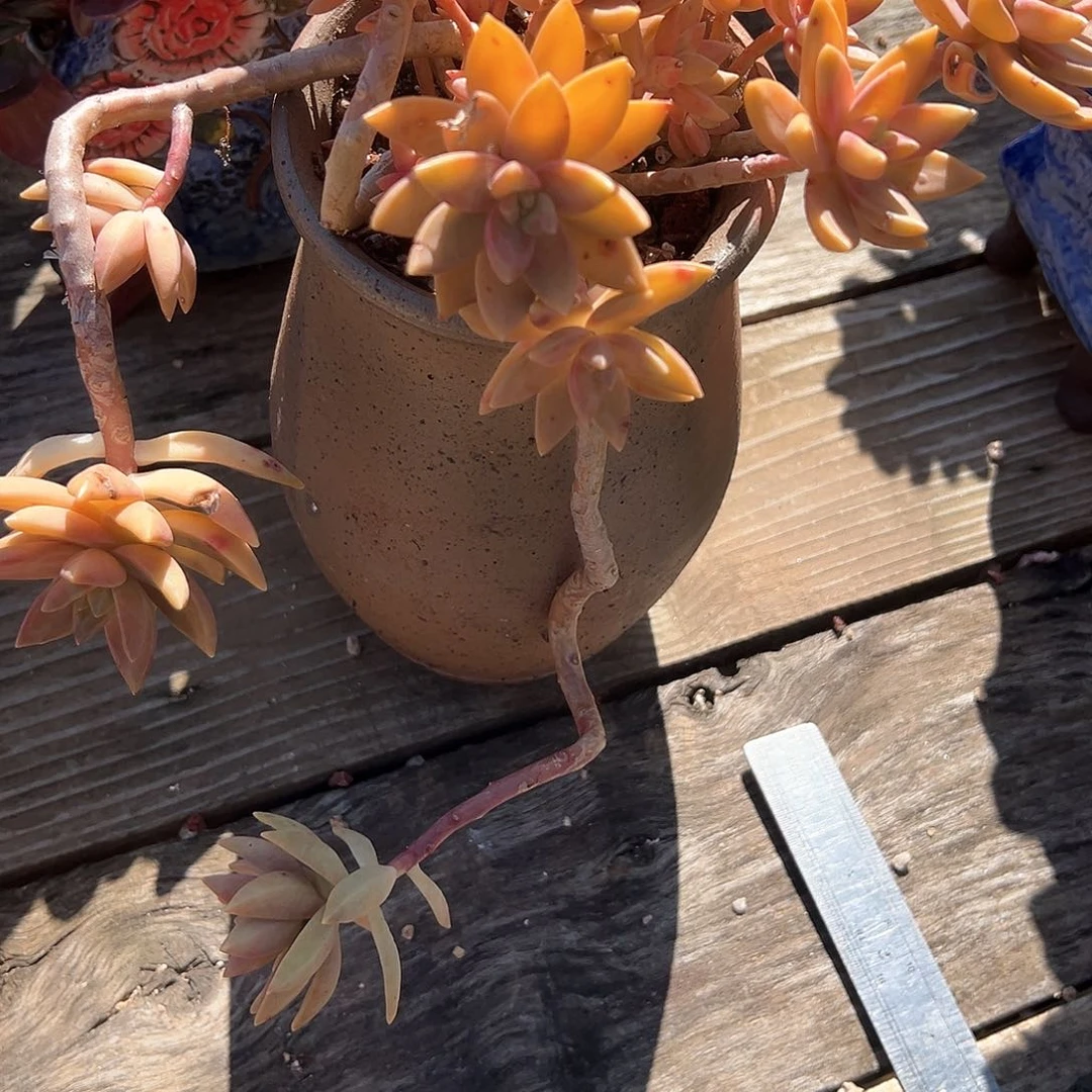 +*果冻布丁多肉脱土