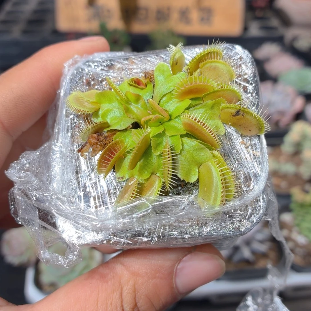 捕蝇草多肉9.9包邮发货