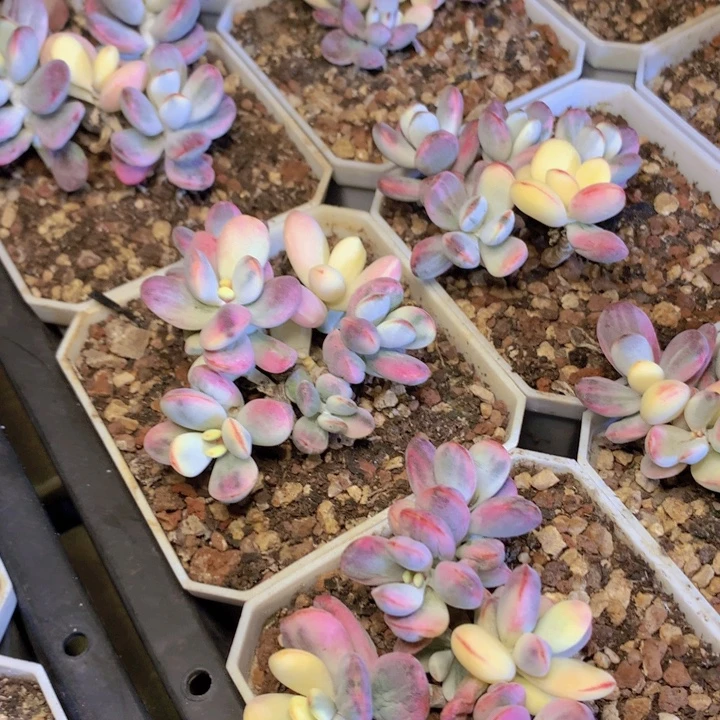乒乓锦群生脱土发货