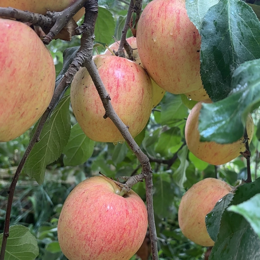 阿克苏应季嘎拉苹果脆甜多汁现摘现发包邮到家