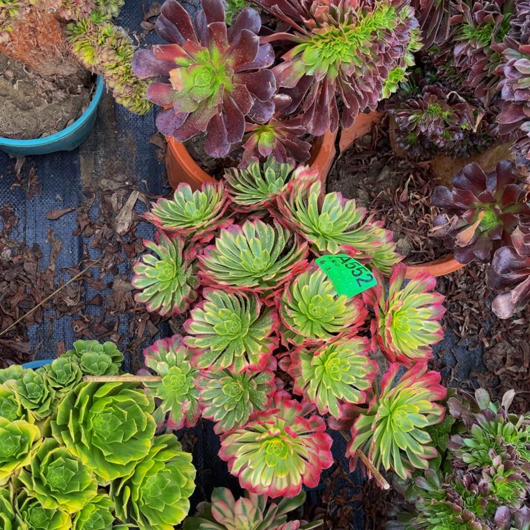 红铜壶白法师朵朵1-11