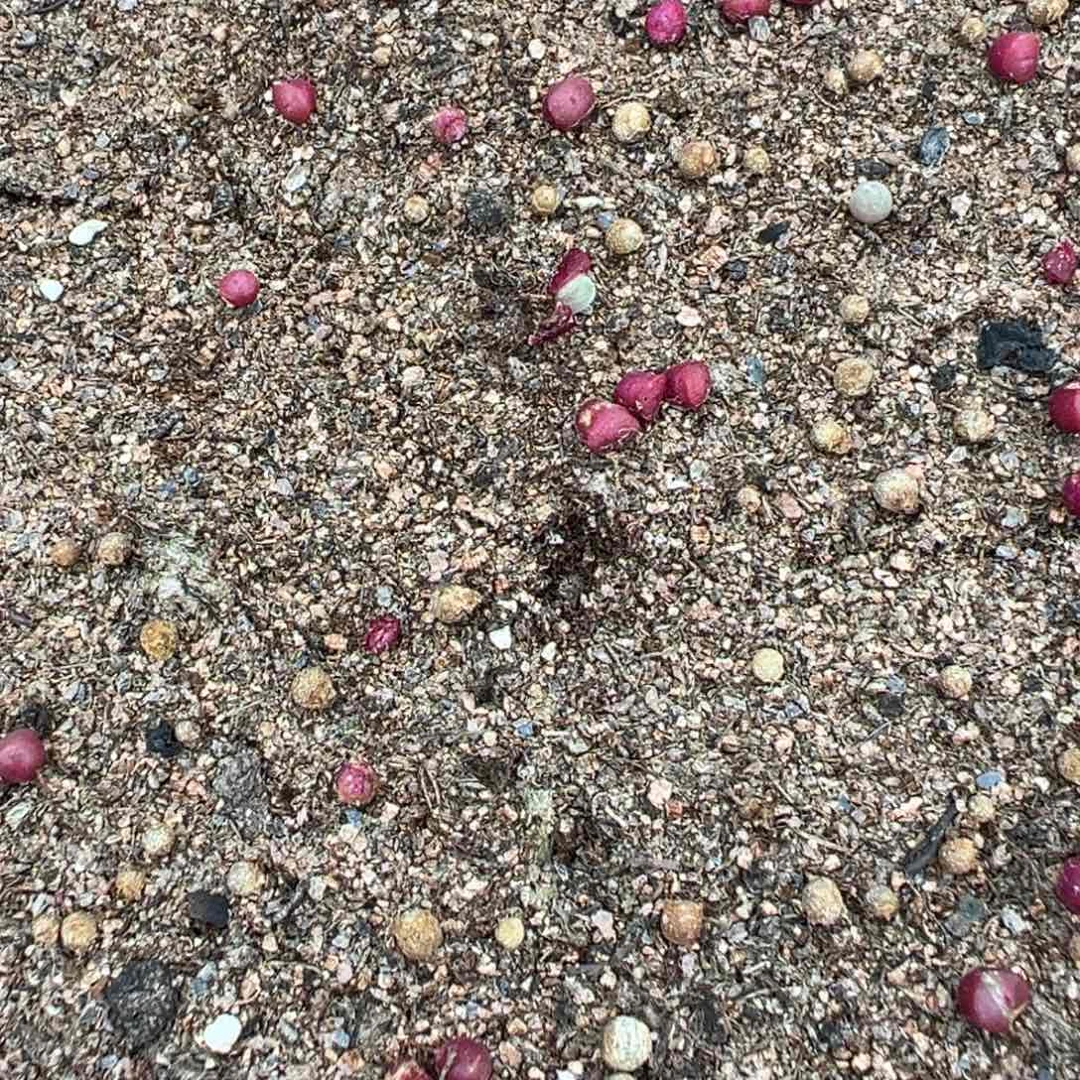 量拍宝辉玉小苗一颗