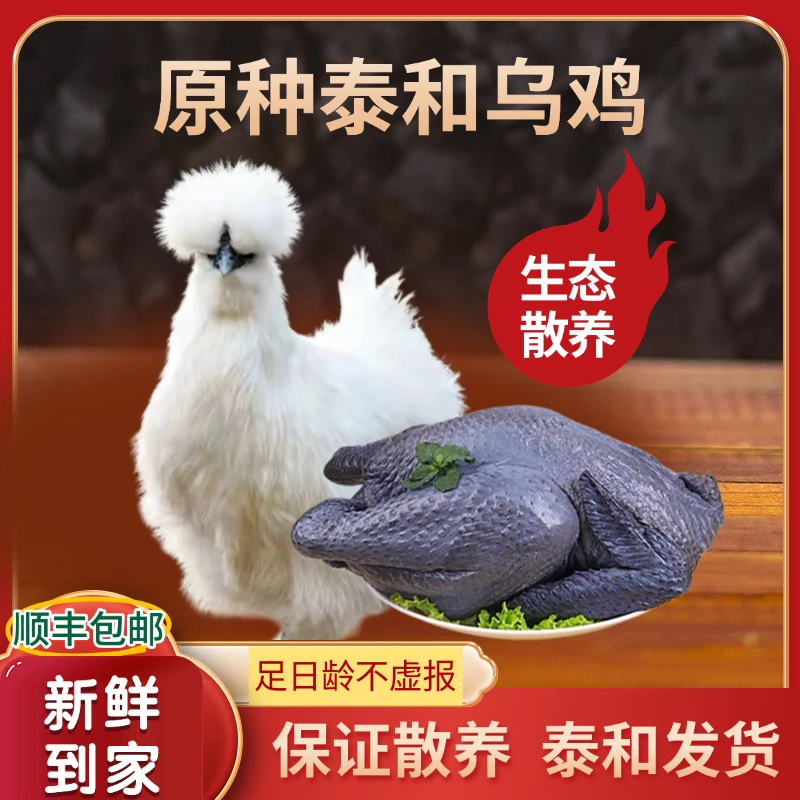 原种泰和乌鸡农家散养老母鸡公鸡白凤乌骨鸡