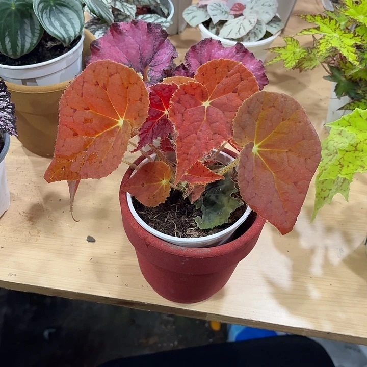 完全开放秋之华秋海棠