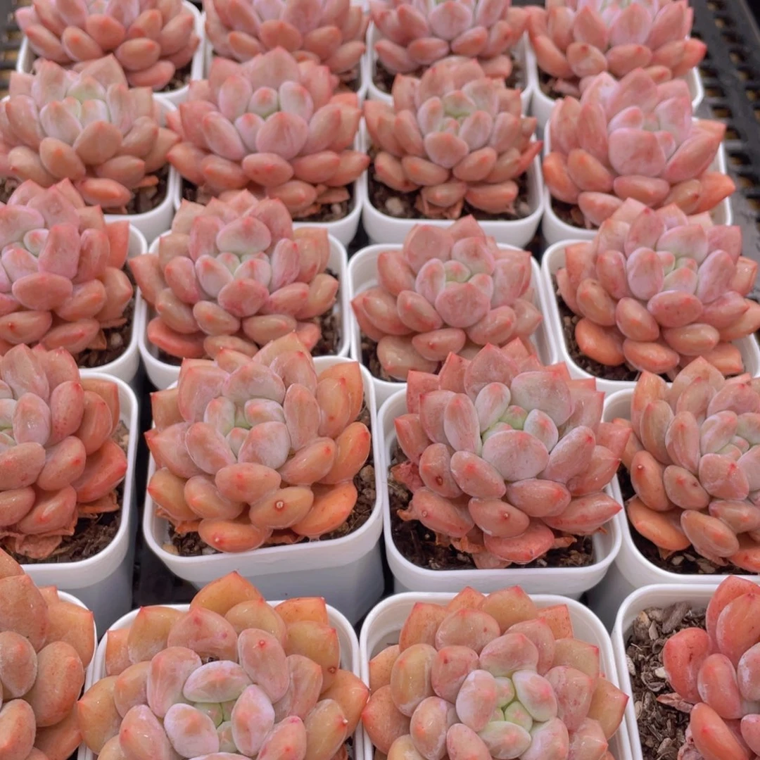 量拍14号 肥胖粉透半夏单头一个