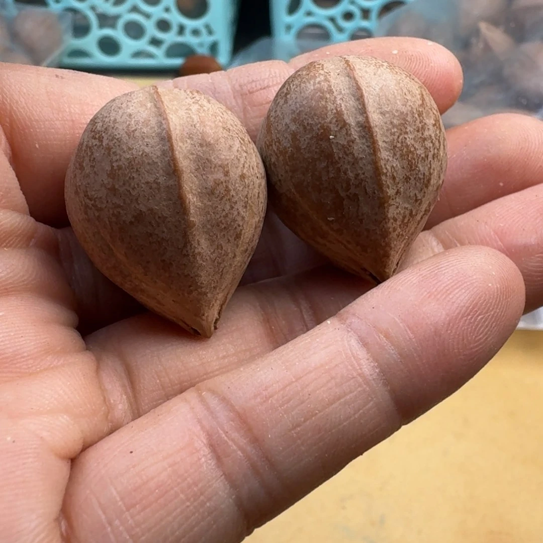 梦***样橄榄核手串/手链1