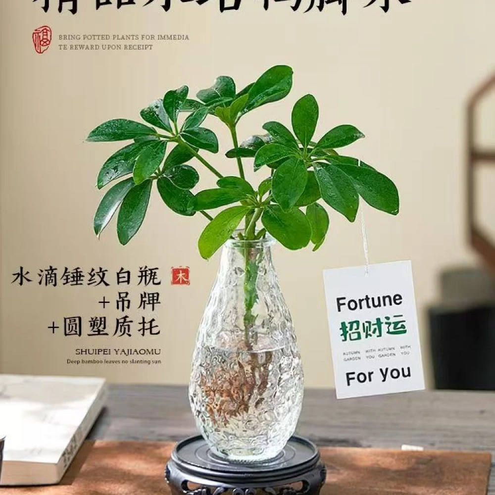 水培鸭脚木绿植八方来财植物盆栽花卉绿植客厅室内盆景适合懒人养