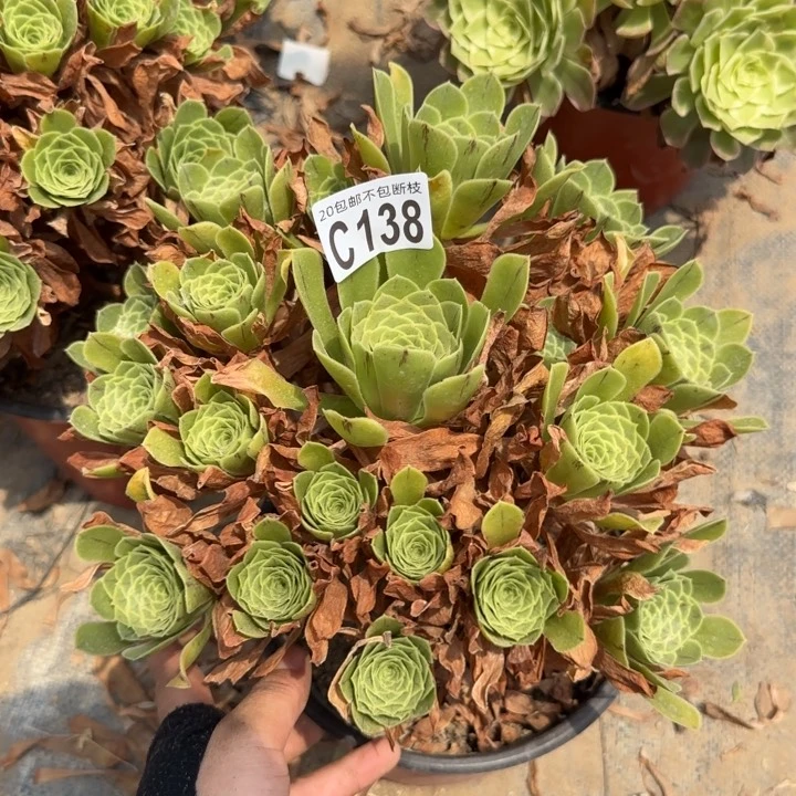魅灵玫瑰……多肉植物……