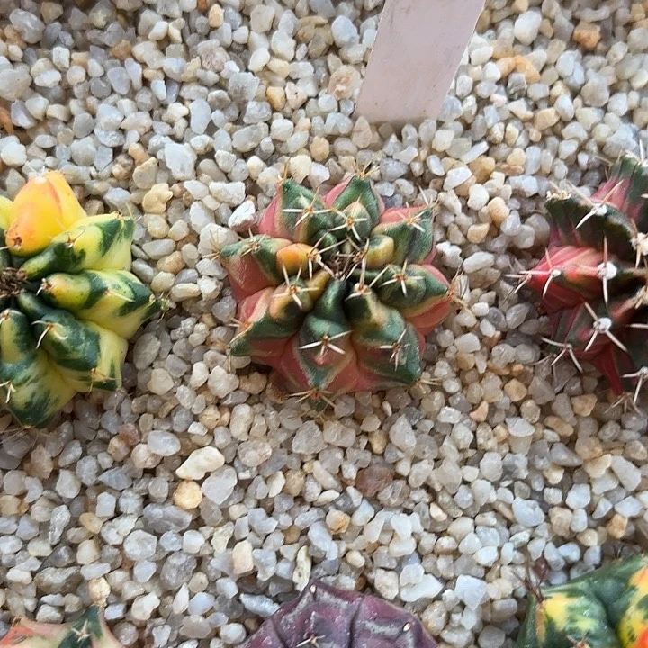 382-0802泰国发货多肉