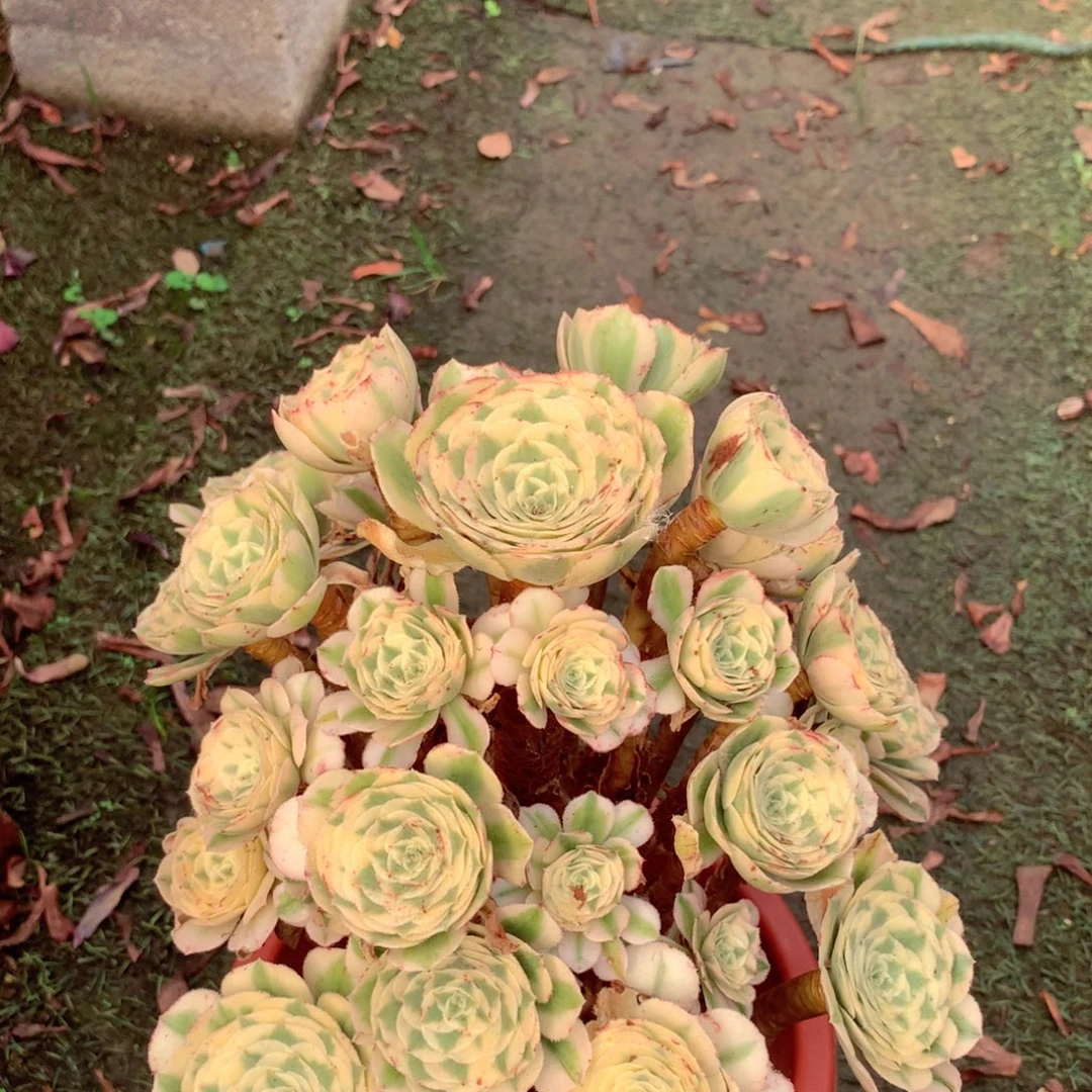 迈巴赫老桩，多肉植物