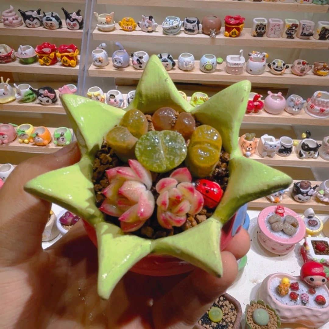 008高端多肉带盆土一套38