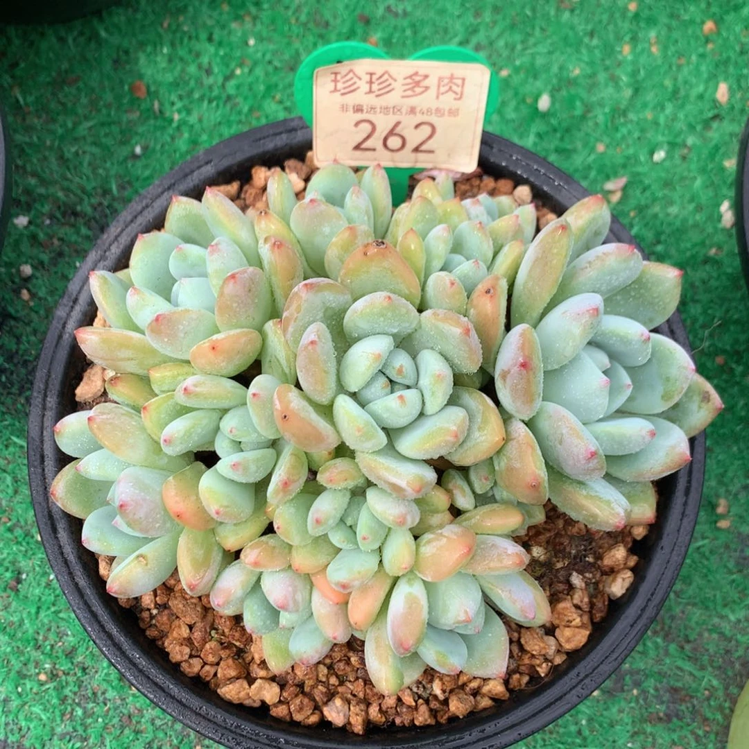 大叶望舒老桩平头262