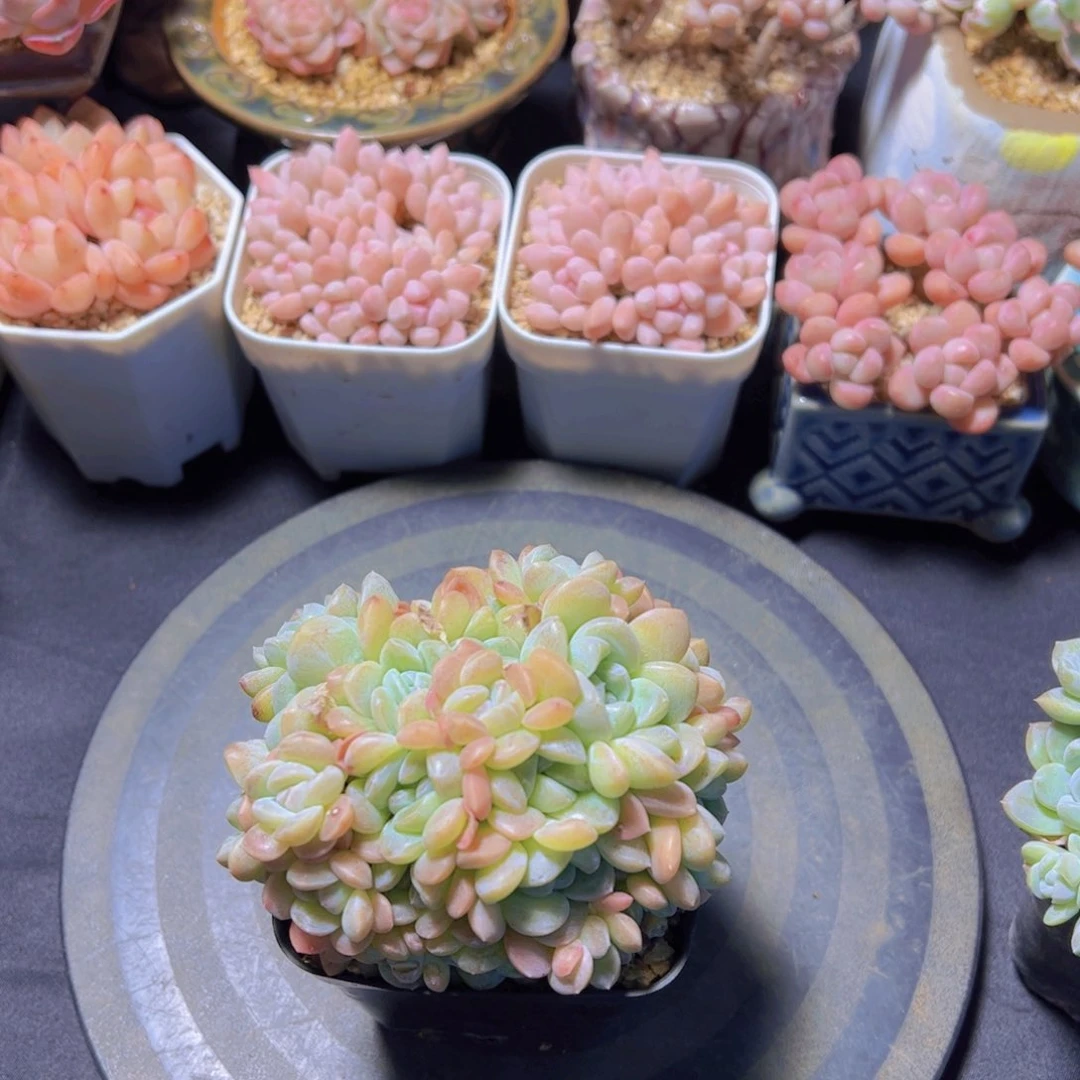 格*月影杂，多肉植物