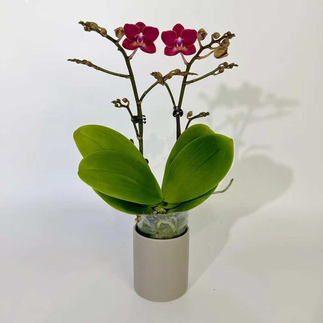 【红香妃】蝴蝶兰花卉绿植年宵花乔迁送礼佳品